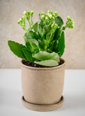 5in Tall Azra Light Brown Ceramic Pot with Saucer Decor Jamali Garden