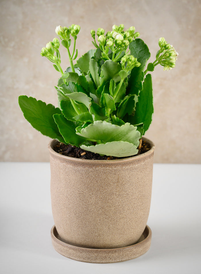 5in Tall Azra Light Brown Ceramic Pot with Saucer Decor Jamali Garden