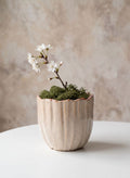 5in Tall Florent Iris Ceramic Cachepot Decor Jamali Garden