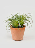 6in Tall Small Potted Tillandsia Decor Jamali Garden