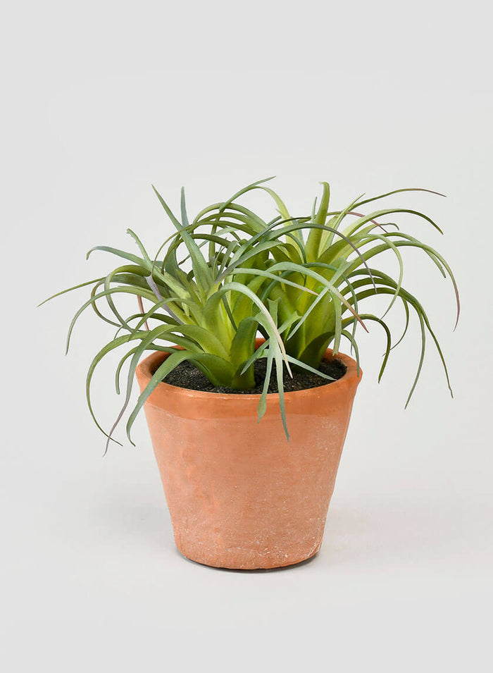 6in Tall Small Potted Tillandsia Decor Jamali Garden