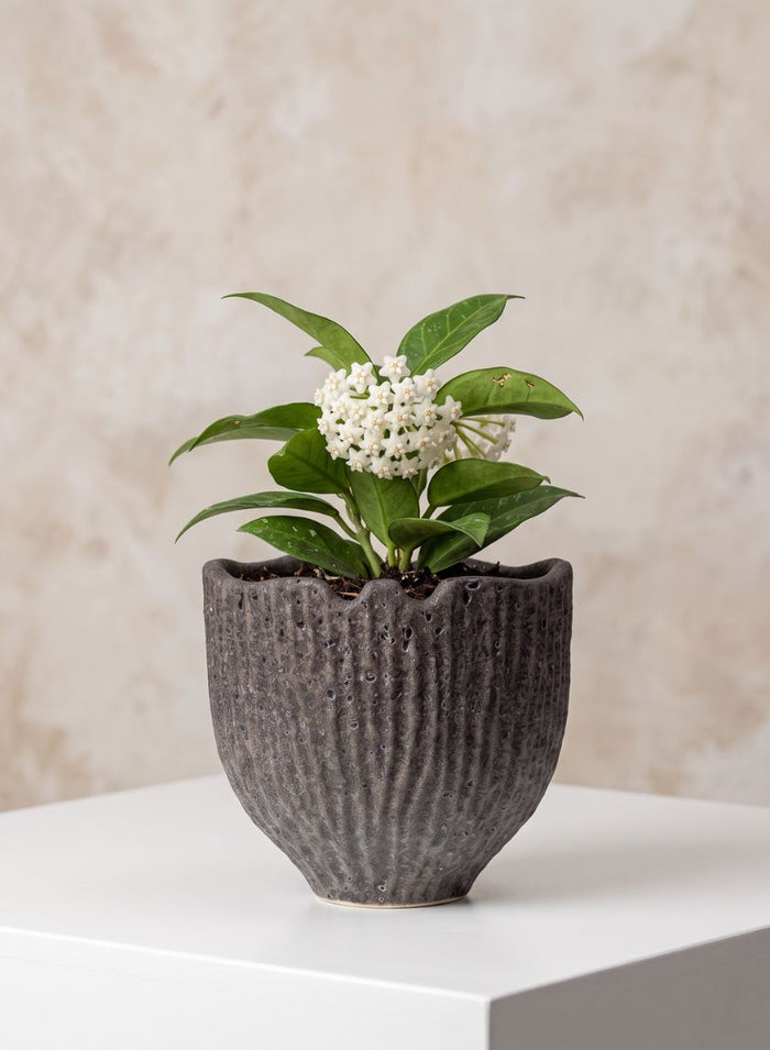 6in Wide Boheme Ridged Black Lava Ceramic Cachepot, Case of 6 Decor Jamali Garden