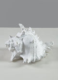 7.5in Long Artificial Giant Murex Seashell Decor Jamali Garden