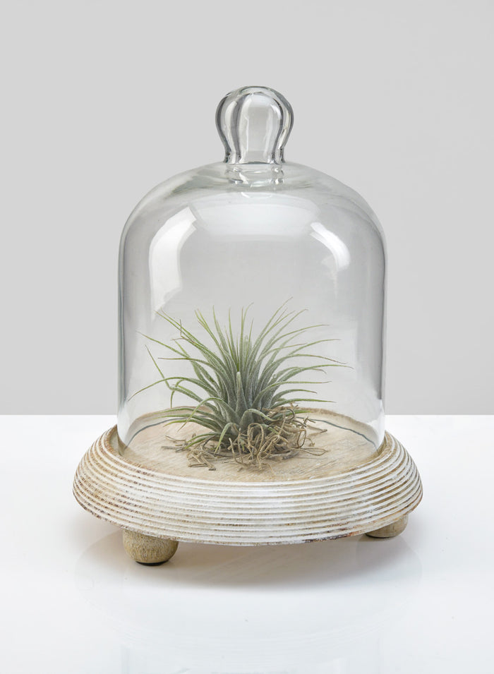 7.5in Tall La Boheme Glass Cloche with Wood Base Decor Jamali Garden