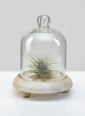 7.5in Tall La Boheme Glass Cloche with Wood Base Decor Jamali Garden