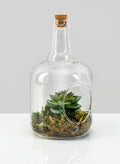 7.5in Tall Rio Bottle Glass Terrarium, Small Decor Jamali Garden
