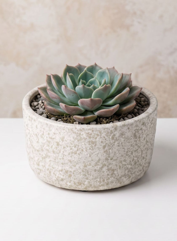 7.5in Wide Boheme Antiqued Low Ceramic Cylinder Pot, Case of 6 Decor Jamali Garden