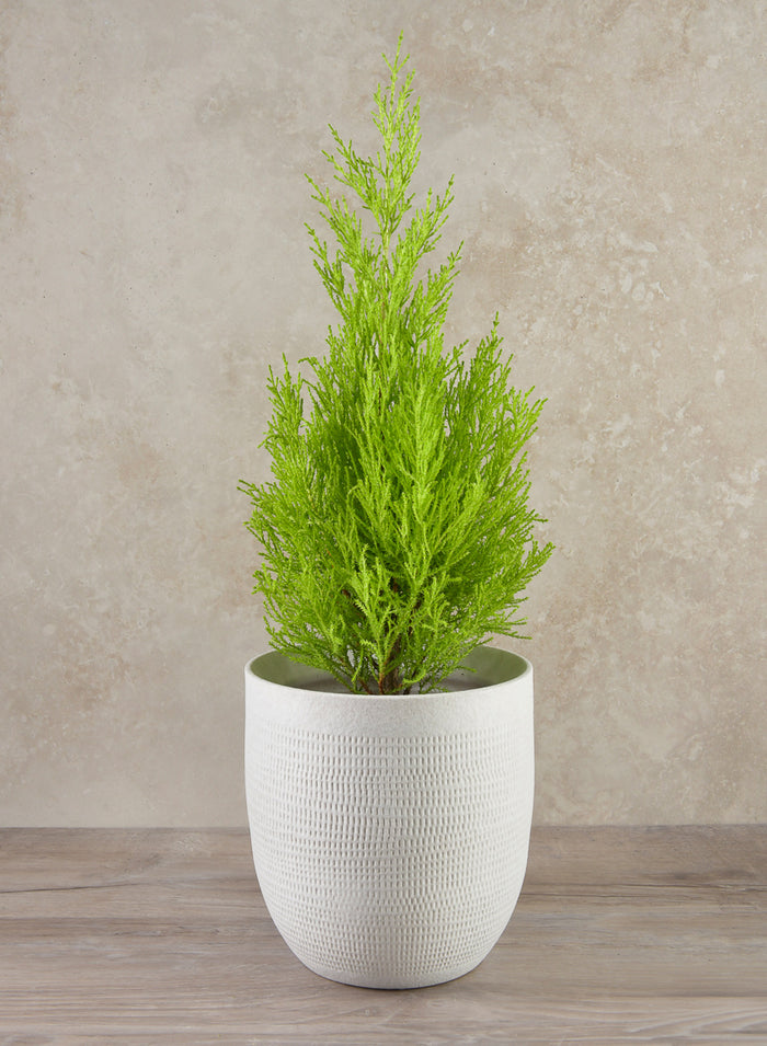 7in Tall Santorini Sand White Ceramic Cachepot Decor Jamali Garden