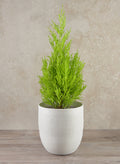 7in Tall Santorini Sand White Ceramic Cachepot Decor Jamali Garden