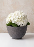 8.5in Wide Boheme Black Lava Ceramic Orchid Bowl Pot, Case of 4 Decor Jamali Garden