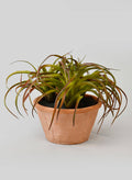 8in Tall Medium Potted Tillandsia Decor Jamali Garden