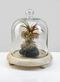 9.25in Tall La Boheme Glass Cloche with Wood Base Decor Jamali Garden