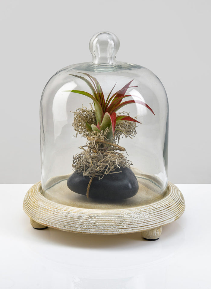 9.25in Tall La Boheme Glass Cloche with Wood Base Decor Jamali Garden