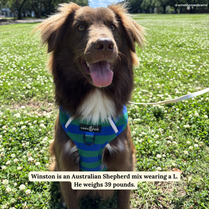 Beach Club No-Pull Harness