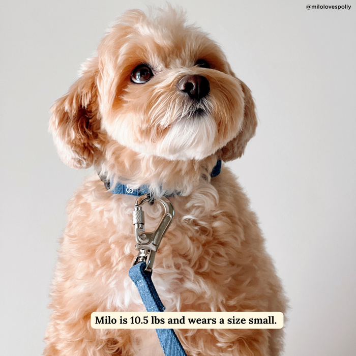 Blue Jeans Collar