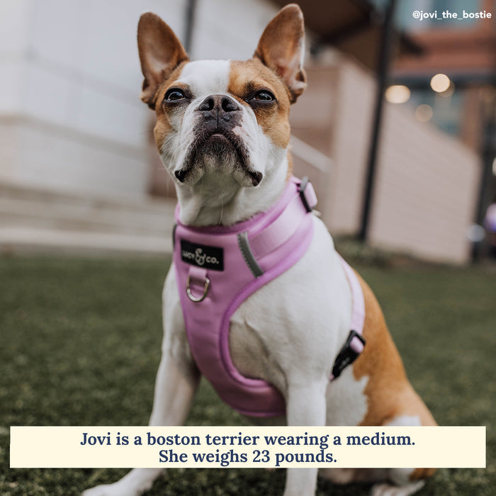 Bouquet No-Pull Harness