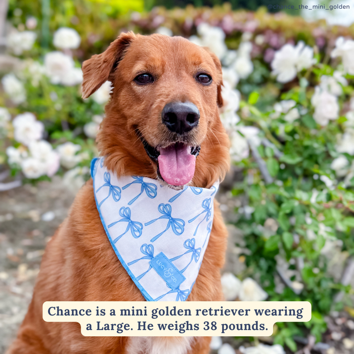 Bowwow Wow! Bandana