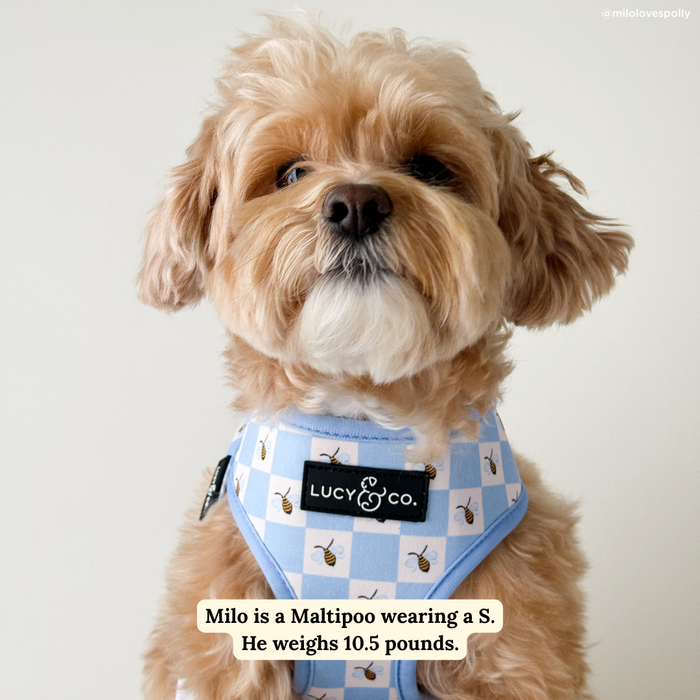 Bumbling Around Reversible Harness
