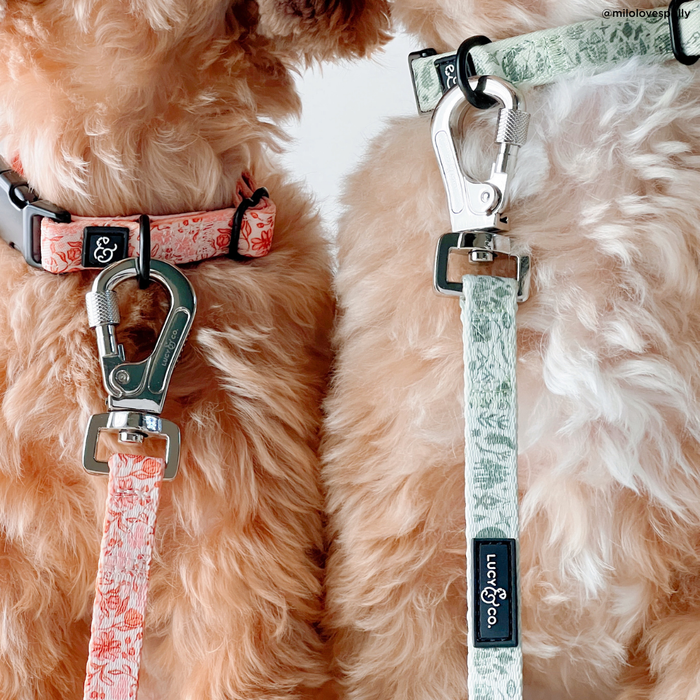 Camp Out Collar