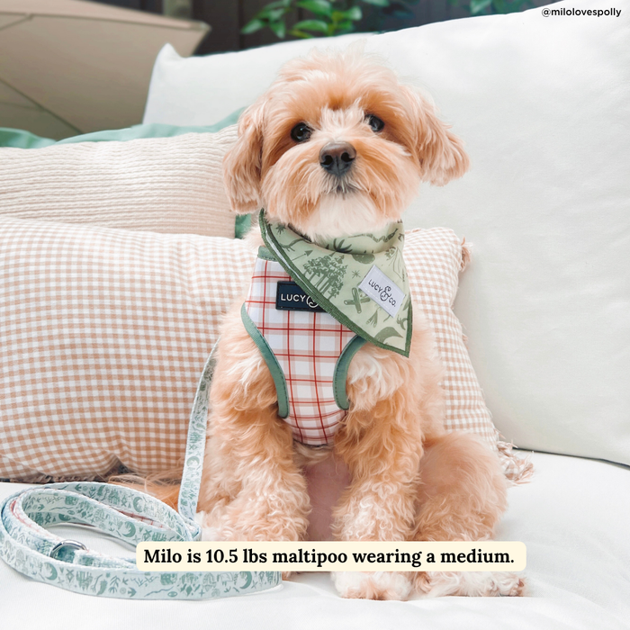 Camp Out Leash