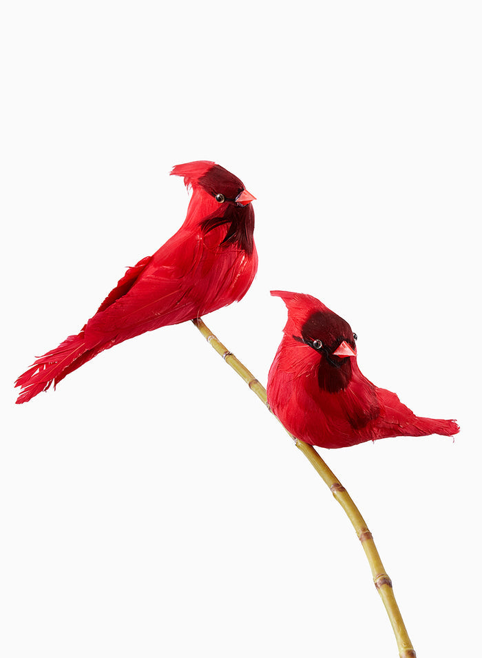 Cardinals, Case of 6 Decor Jamali Garden