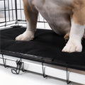 Chew Proof Armored™ Replacement Pad