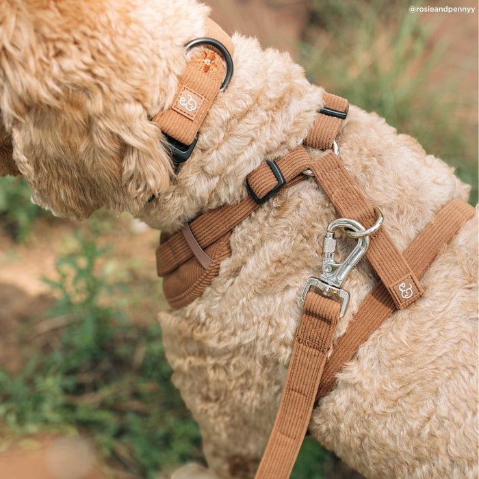 Lucy & Co. Chocolate Meadows brown corduroy no-pull dog harness with front and back leash attachment points on a dog.