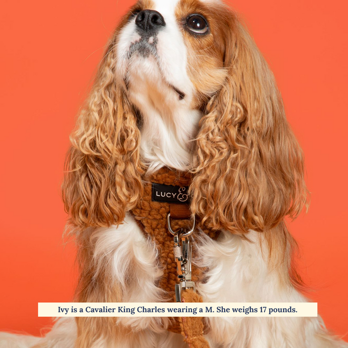 Cinnamon Teddy No-Pull Harness