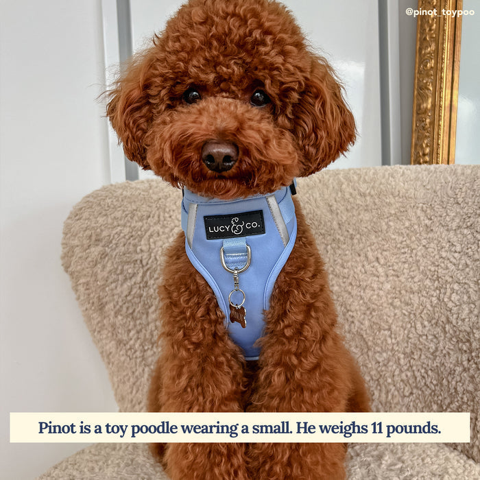 Denim Blue No-Pull Harness