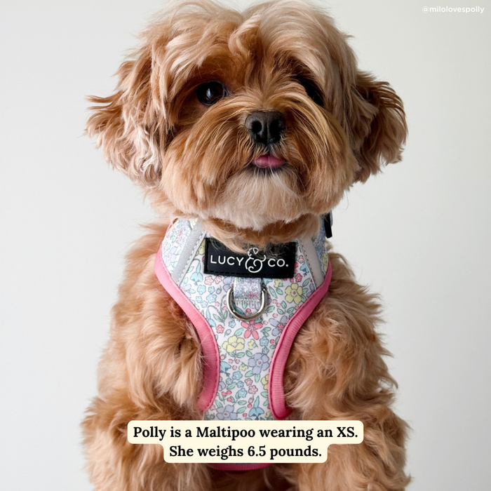 Ditsy Daydream No-Pull Harness