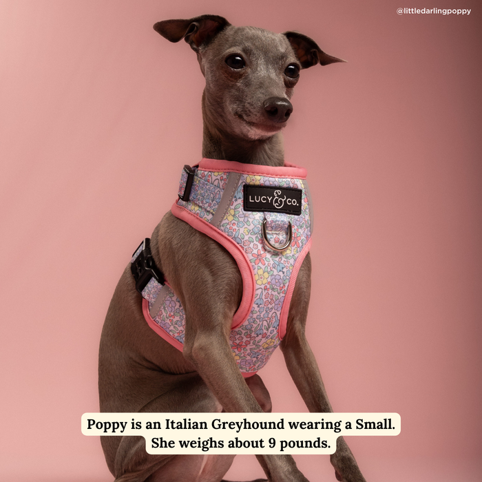 Ditsy Daydream No-Pull Harness