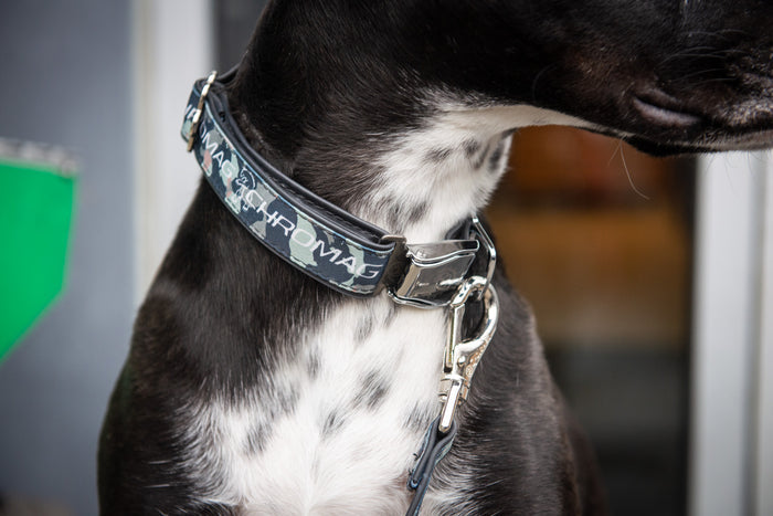 Dog Collar