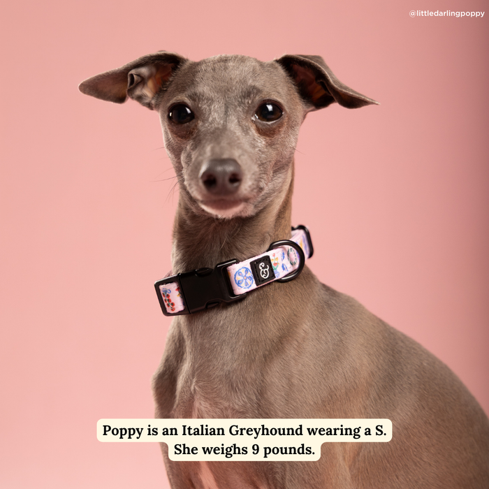 Dolce Vita Collar