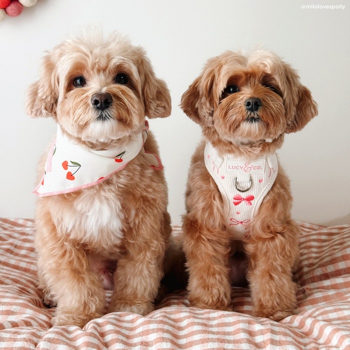 Ever So Sweet Corduroy No-Pull Harness