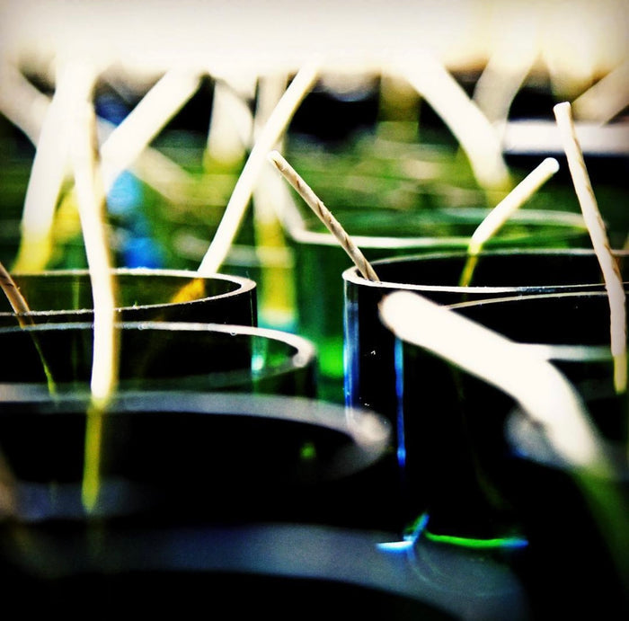 Evergreen