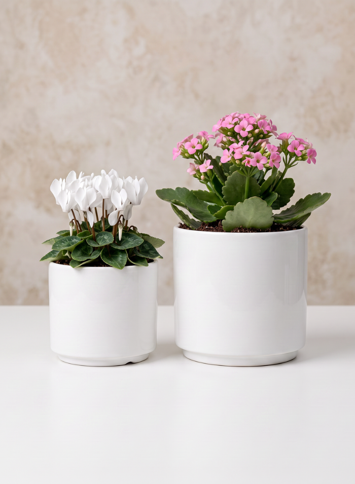 Florist Choice Gloss White Ceramic Cylinders Decor Jamali Garden