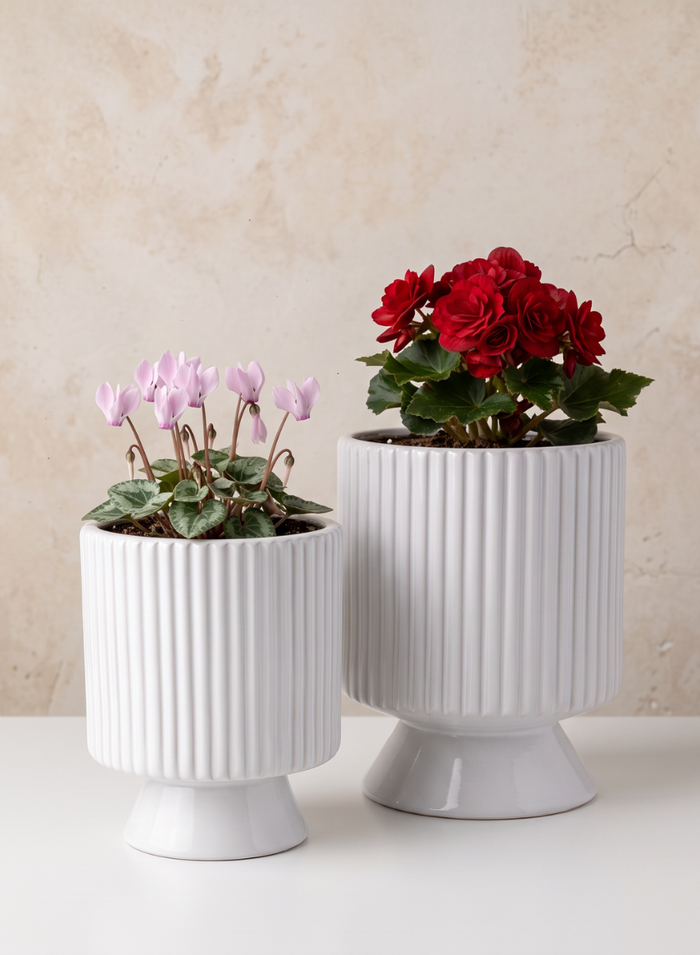 Florist Choice White Ceramic Cachepot with Base Decor Jamali Garden