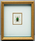 Framed and Mounted African Beetle