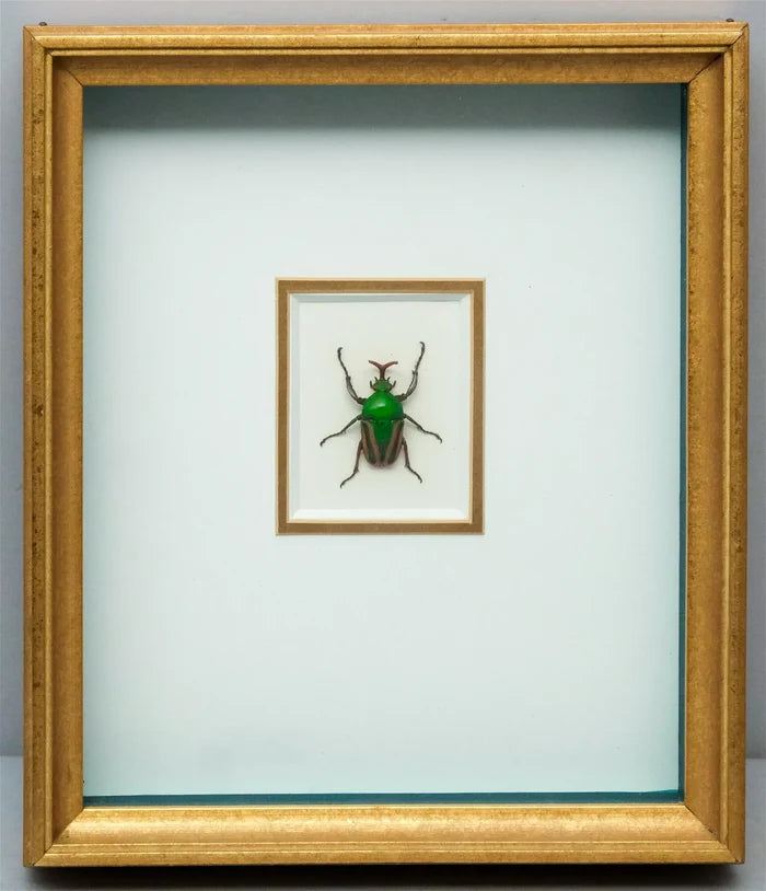 Framed and Mounted African Beetle