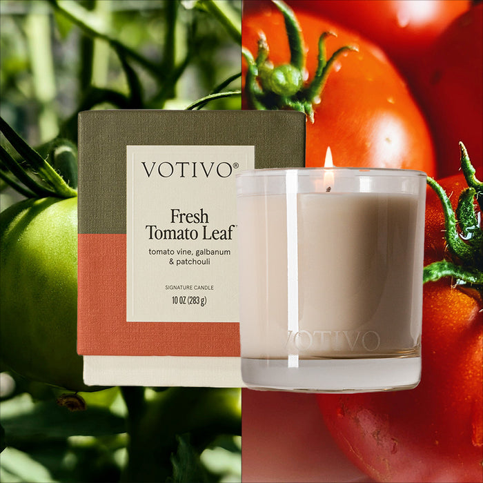 A Votivo Fresh Tomato Leaf 10 oz. Signature Candle sits beside its box labeled with scent notes of tomato vine, galbanum, and patchouli. Made with a soy blend wax, its pictured near close-ups of ripe and green tomatoes on the vine.