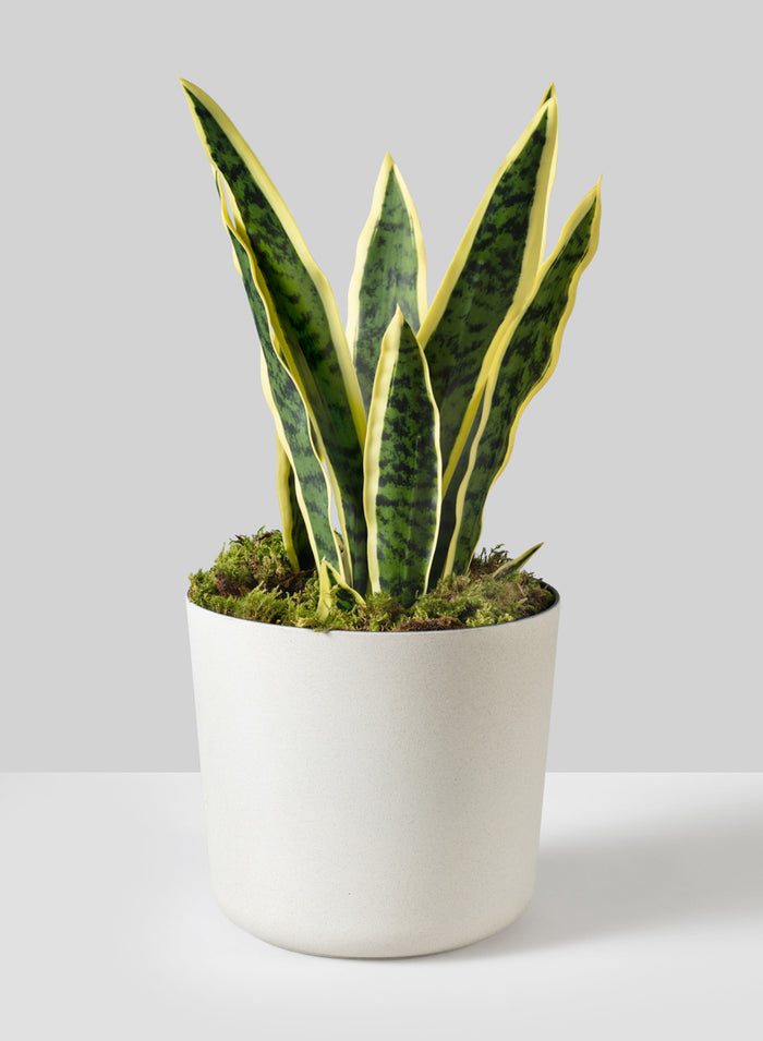 Jardin White Plastic Pot Decor Jamali Garden