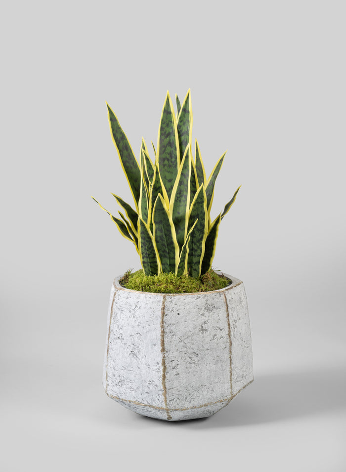 Kesari Aged White Fiberglass Planter Decor Jamali Garden
