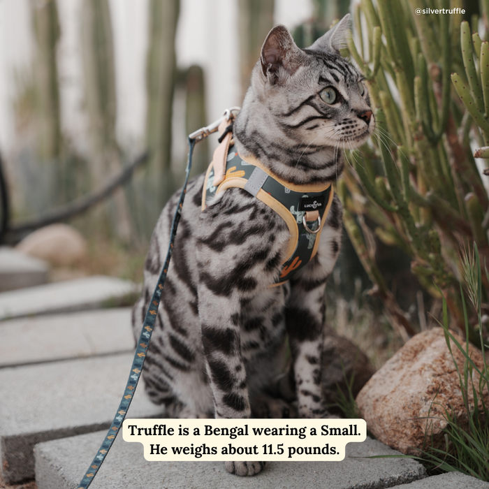 Looking Sharp Cat Leash
