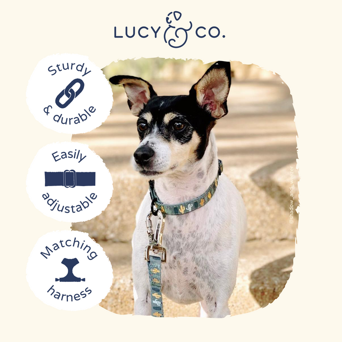 Looking Sharp Collar