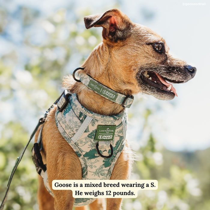 Lucy & Co. x Parks Project Sequoia Seedlings Collar