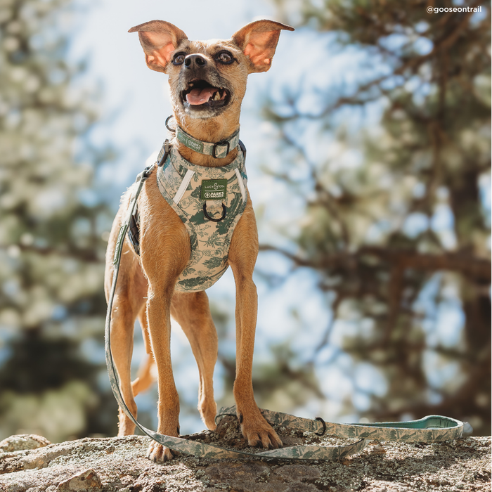 Lucy & Co. x Parks Project Sequoia Seedlings Leash