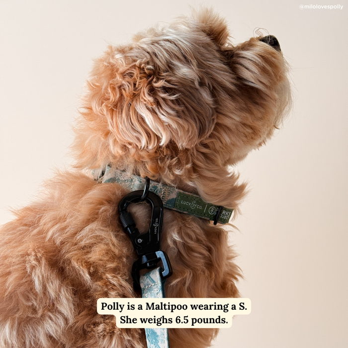 Lucy & Co. x Parks Project Sequoia Seedlings Leash