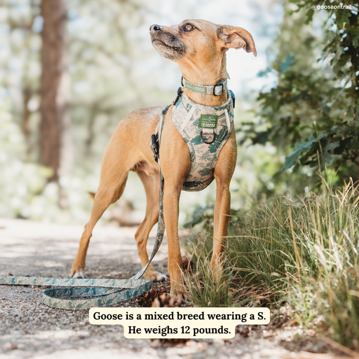 Lucy & Co. x Parks Project Sequoia Seedlings No-Pull Harness