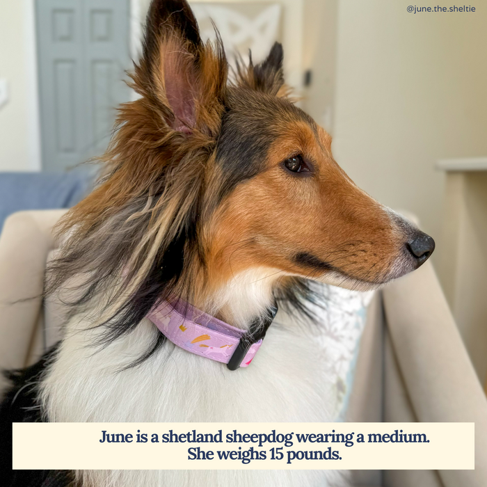 Making Magic Collar