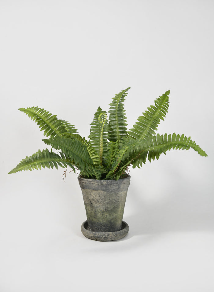 Mossed Blackstone Wide Rim Pot and Saucer Decor Jamali Garden